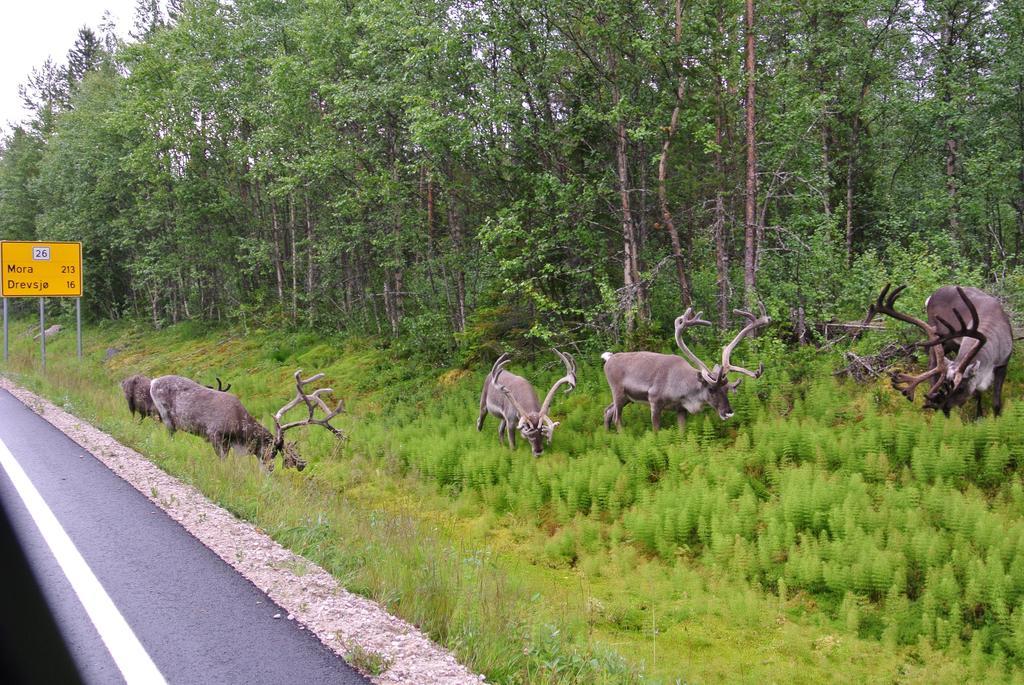 Trysil Alpin 16A Top Location المظهر الخارجي الصورة